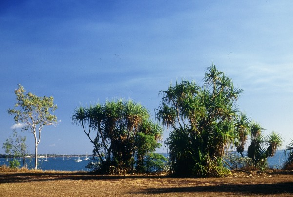 Darwin. Photo: L. Bobke